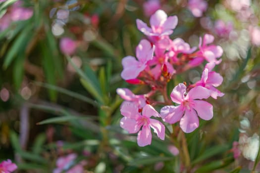 Beautiful close-up of pink oleander flowers in full bloom. The vibrant blossoms are surrounded by green foliage, creating a vivid contrast that highlights the flowers delicate petals.