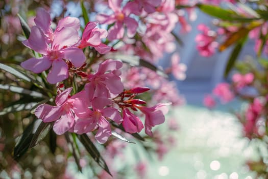 Oleander flowers in full bloom against a clear blue sky. The upward angle captures the vibrant blossoms reaching towards the sunlight, creating a cheerful and uplifting scene.