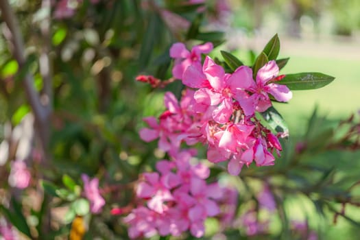 Close-up of pink oleander flowers with a soft bokeh background. The sharp focus on the petals creates a striking contrast with the blurred greenery, emphasizing the flowers beauty and details