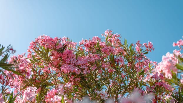 Vibrant pink oleander flowers basking in the sunlight. The well-lit petals and surrounding greenery create a lively and cheerful garden scene, emphasizing the flowers radiant colors.