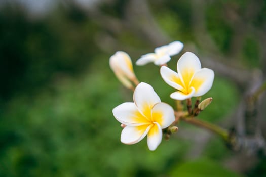 Detailed close-up of vibrant tropical flowers in full bloom, showcasing their delicate petals and vivid colors. The blurred green background emphasizes the flowers natural beauty and elegance.