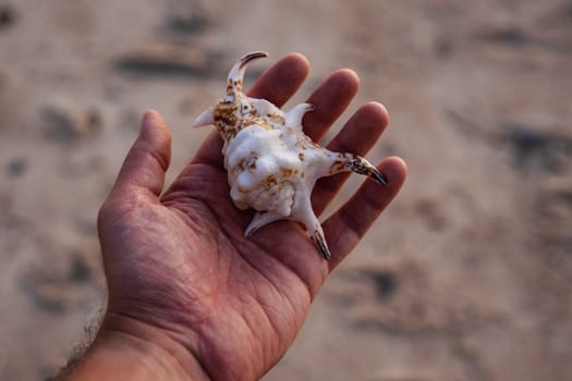 A hand holding an intricate seashell on a beach. The detailed texture of the shell contrasts with the soft background, highlighting the natural beauty and uniqueness of marine life.