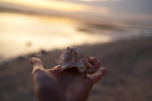 A hand holding a seashell with a sunset background. The golden light of the setting sun enhances the shell s texture and details, creating a beautiful, tranquil scene by the beach.