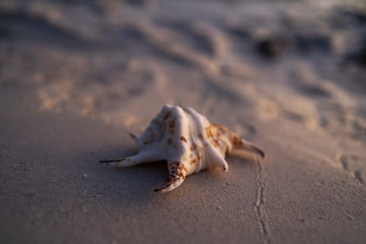 A close-up of a seashell resting on a sandy beach at twilight. The soft light creates a gentle, peaceful atmosphere, highlighting the intricate details and natural beauty of the shell.