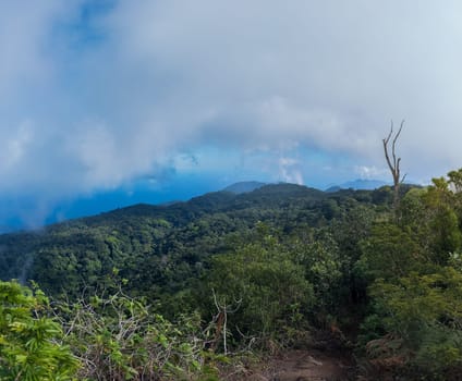 A broad view of a vibrant tropical forest beneath a blue, cloudy sky.