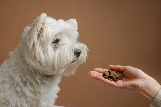 happy dog licks while waiting for food in bone-shaped sticks, animal care concept, healthy food for dogs, animal care concept