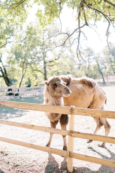 Camel peeks out from behind a fence in a sunny park while standing sideways. High quality photo