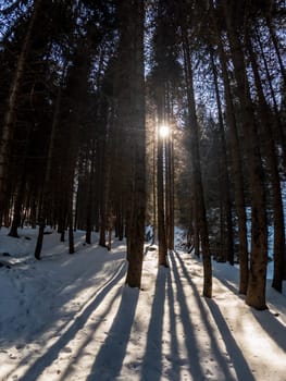 Sunlight gently streaming through the snow-covered forest, creating a cozy glow and charming shadows over the icy terrain.