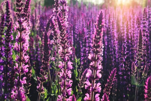 Close-up on the bloom of Salvia nemorosa Mainacht in a wild sage field in summer sunset.