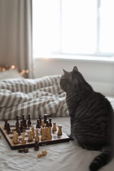 Grey cat playing with carved wooden chess pieces on a chessboard on bed. Strategy thinking. Morning ideas concept. cozy home with unmade bedding sheets and blanket.