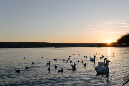 A flock of white swans in the calm waters of the Black Sea in Varna, Bulgaria