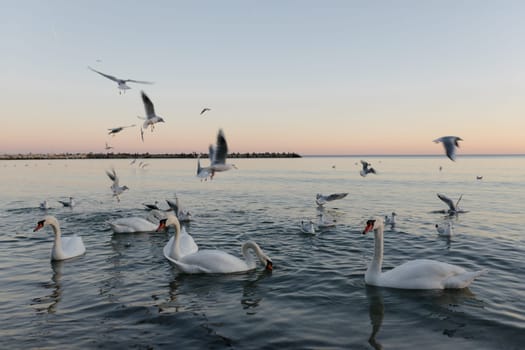 A flock of white swans in the calm waters of the Black Sea in Varna, Bulgaria