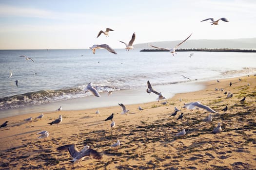 A flock of seagulls are flying over a beach. The sky is blue and the water is calm