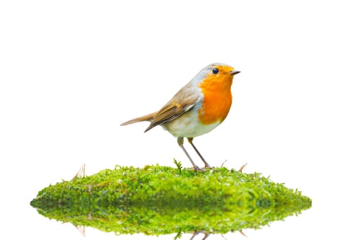 Robin on an island of green moss, bird