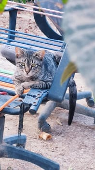 gray cat lying on a bench, pets, animal. High quality photo