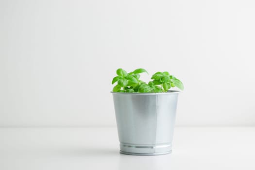 Fresh green basil bush in a metal vintage bucket on a white background, sunny day, organic food banner
