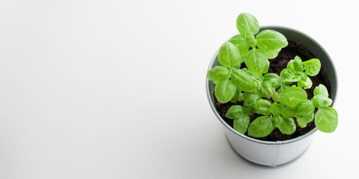 Fresh green basil bush in a metal vintage bucket on a white background, sunny day, organic food banner