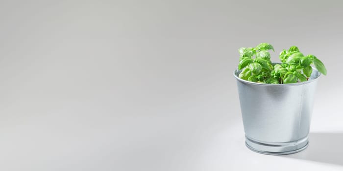 Fresh green basil bush in a metal vintage bucket on a white background, sunny day, organic food banner