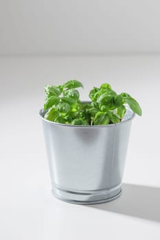 Fresh green basil bush in a metal vintage bucket on a white background, sunny day, organic food, vertical with copy space