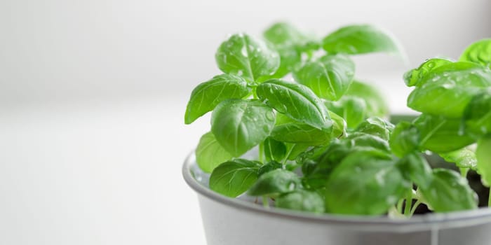 Fresh green basil bush in a metal vintage bucket on a white background, sunny day, organic food banner