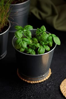 Fresh basil in pot on dark background, natural green culinary herb growing indoors, tasty homegrown plant closeup, healthy eating. Top view
