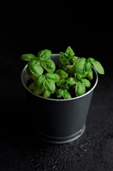 Fresh basil in pot on dark background, natural green culinary herb growing indoors, tasty homegrown plant closeup, healthy eating. Top view