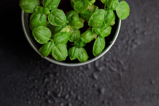 Fresh basil in pot on dark background, natural green culinary herb growing indoors, tasty homegrown plant closeup, healthy eating. Top view