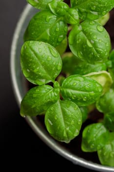 Fresh basil in pot on dark background, natural green culinary herb growing indoors, tasty homegrown plant closeup, healthy eating. Top view
