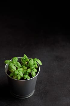 Fresh basil in pot on dark background, natural green culinary herb growing indoors, tasty homegrown plant closeup, healthy eating. Top view