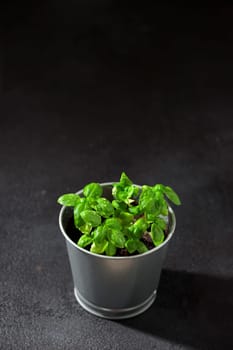 Fresh basil in pot on dark background, natural green culinary herb growing indoors, tasty homegrown plant closeup, healthy eating. Top view