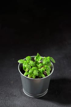 Fresh basil in pot on dark background, natural green culinary herb growing indoors, tasty homegrown plant closeup, healthy eating. Top view