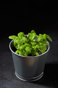 Fresh basil in pot on dark background, natural green culinary herb growing indoors, tasty homegrown plant closeup, healthy eating. Top view