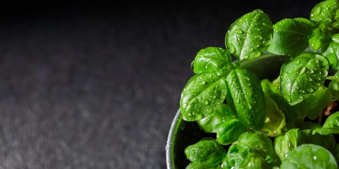Fresh basil in pot on dark background, natural green culinary herb growing indoors, tasty homegrown plant closeup, healthy eating. Top vie