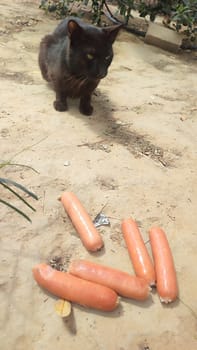 black cat on the sand, street, vegetables, carrots, animal are scattered. High quality photo