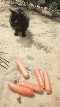 black cat looking at carrots, pets, animal. High quality photo