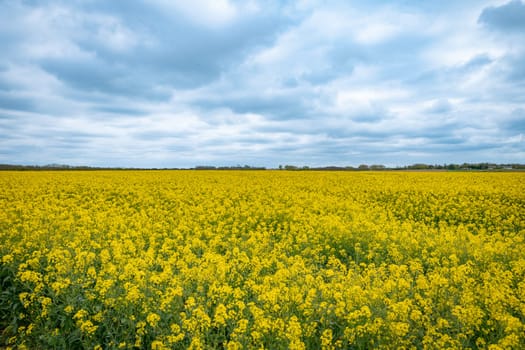 background of yellow rapeseed in france with cloudy sky