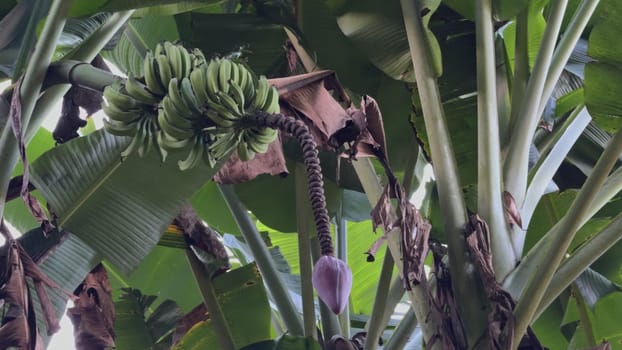 Video showing green bananas on a banana tree, filmed from below in a tropical setting.