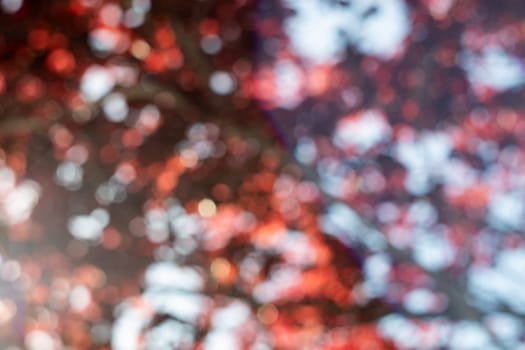 defocused background of trees against the blue sky as a background
