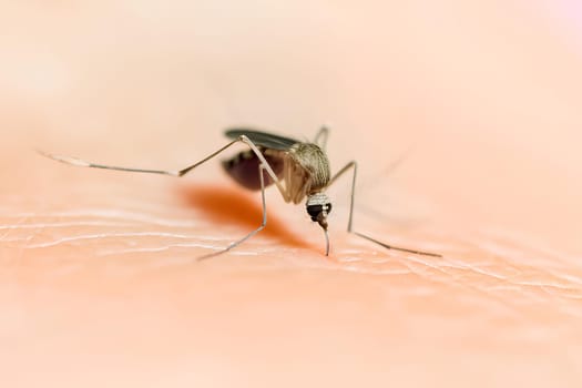 a mosquito on human skin close-up.