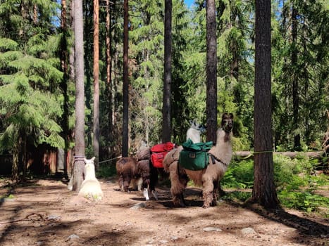 Hiking in the forest with pack animals llama in Nuuksio Finnish National Park. Wild nature in summer season, bags