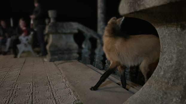 A cautious maned wolf navigates the Caraca Sanctuary steps in Brazil at night, observed by tourists in the background.