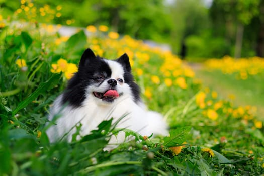 A smiling Pomeranian dog in the grass . Black and white pomeranian . A pet on a walk. Photo for the cover . Photo of an animal for printed products . Green grass in the park