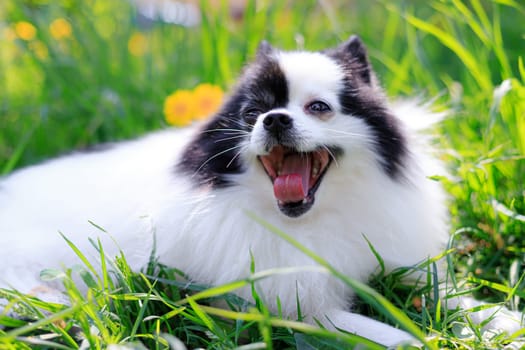 A smiling Pomeranian dog in the grass . Black and white pomeranian . A pet on a walk. Photo for the cover . Photo of an animal for printed products . Green grass in the park