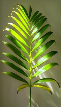 A closeup shot of a palm tree leaf with sunlight filtering through, showcasing the intricate veins and textures of the terrestrial plant organ