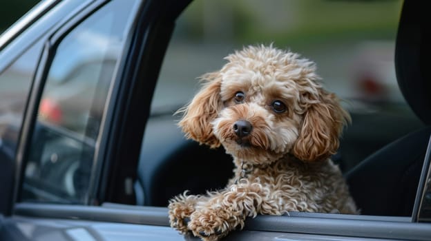 Adorable fluffy dog looking out of a car window.