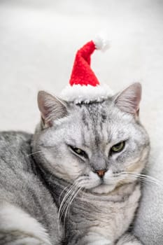 Christmas cat in a red santa hat on a white background. Pets, Christmas stories with pets