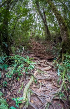 An untamed jungle path, lined with intricate tree roots and lush green vegetation.