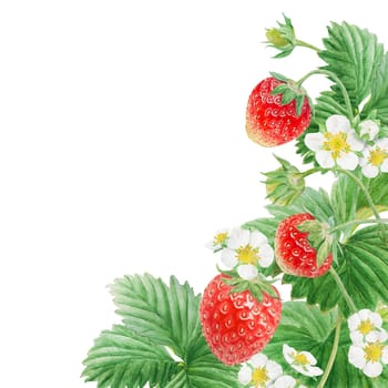 Red strawberry with white flowers, green leaves corner, border. Hand drawn watercolor ornament. Delicious food art, fresh botanical realistic painting. Summer berry banner for menu, packaging, prints.