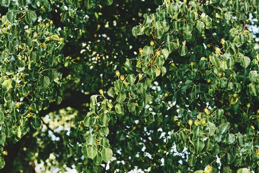 a yellowish or brownish-green edible fruit that is typically narrow at the stalk and wider toward the base, with sweet, slightly gritty flesh