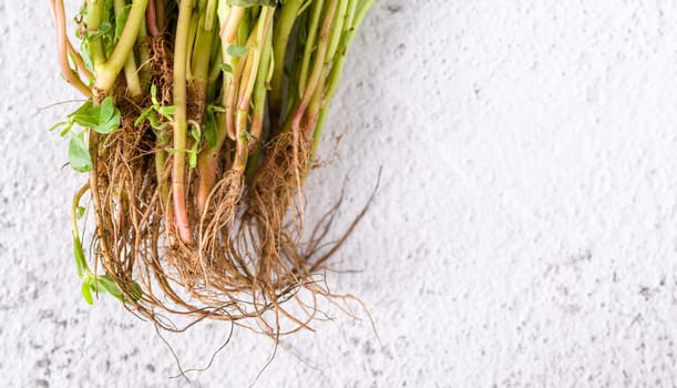 Natural purslane stems and grounded roots on white stone table